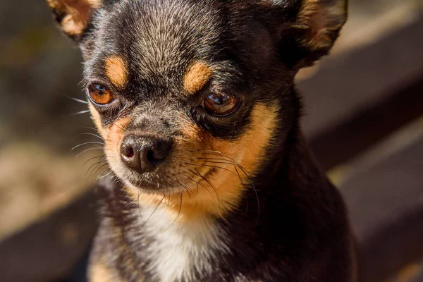 Ritratto Cane Cane Chihuahua Sullo Sfondo Legno Ritratto Chihuahua Piccola — Foto Stock