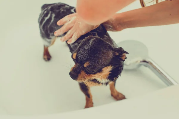 Chihuahua Perro Obtener Placer Ducha Baño Los Chihuahuas Están Bañados — Foto de Stock