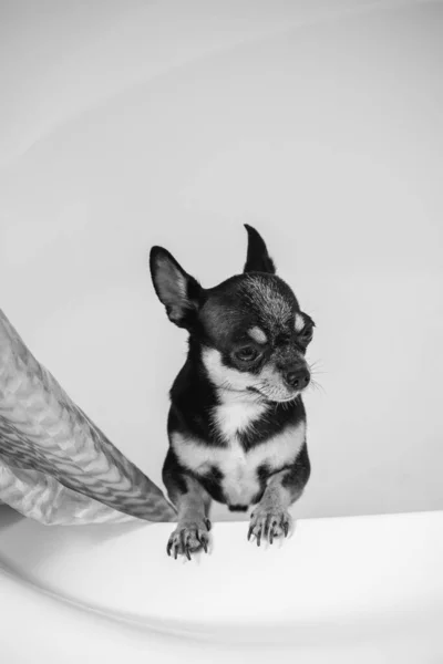 Chihuahua Köpeği Banyoda Duş Almaktan Zevk Alıyor Chihuahua Lar Duşta — Stok fotoğraf