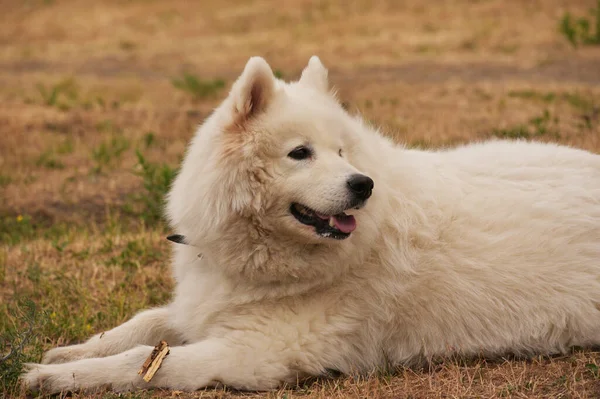 Grappige Jonge Vrolijke Glimlachende Blanke Samoyed Dog Outdoor Meadow Huisdier — Stockfoto