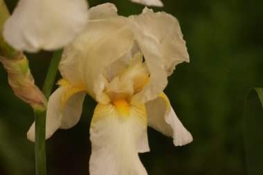 Bulanık yeşil bir arka planda güzel beyaz çiçek zambağı. Bahar. Şeker çiçeği beyazı.