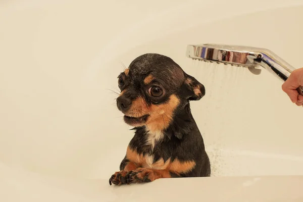 Chihuahua Perro Obtener Placer Ducha Baño Chihuahuas Bañan Ducha — Foto de Stock