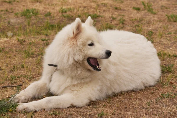 Śmieszny Młody Szczęśliwy Uśmiechnięty Biały Pies Zewnątrz Łące Zwierzak Zewnątrz — Zdjęcie stockowe
