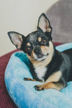 Kameraya bakan sevimli bir chihuahua portresi. Arka plan bulanık. Chihuahua evde kameraya bakıyor. Kapalı alan köpeği, tatlım.