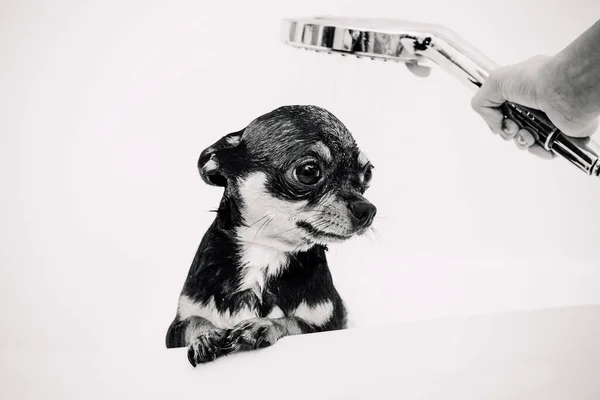 Chihuahua Perro Obtener Placer Ducha Baño Chihuahuas Bañan Ducha — Foto de Stock