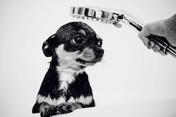 Chihuahua Perro Obtener Placer Ducha Baño Chihuahuas Bañan Ducha — Foto de Stock