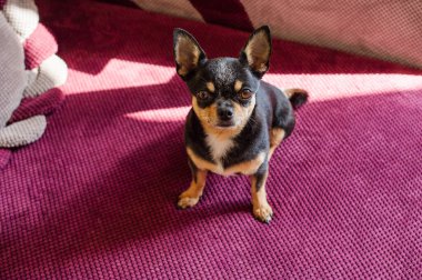 Kameraya bakan sevimli bir chihuahua portresi. Arka plan bulanık. Chihuahua evde kameraya bakıyor. Kapalı alan köpeği, tatlım.