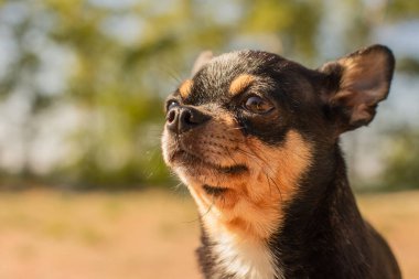 Evcil köpek sokakta yürüyor. Chihuahua köpeği yürüyüşe çıktı. Chihuahua siyah, kahverengi ve beyaz. Yürüyüşe çıkmış şirin bir köpek yavrusu. Bahçedeki ya da parktaki köpek İyi yetiştirilmiş köpek Chihuahua mini pürüzsüz saçlı