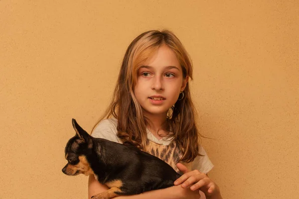Чарівна Маленька Дівчинка Тримає Цуценя Чихуахуа Стоячи Дівчина Тримає Собак — стокове фото