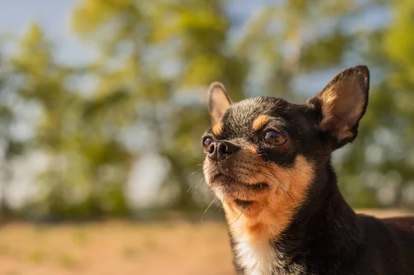 Cane Compagnia Cammina Strada Cane Chihuahua Una Passeggiata Chihuahua Nero — Foto Stock