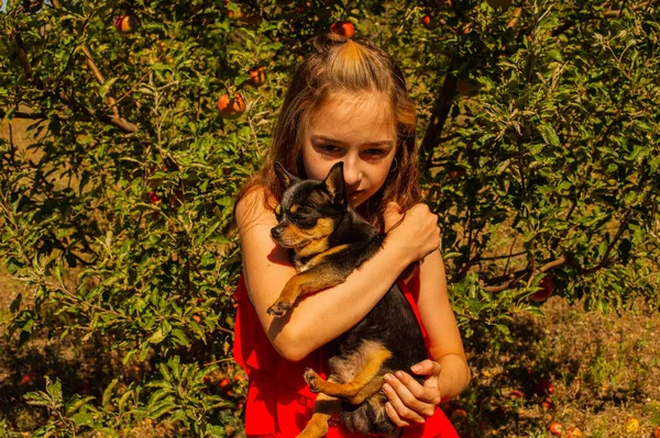 Pouco Chihuahua Senta Calmamente Nos Braços Seus Adoráveis Proprietários Bela — Fotografia de Stock