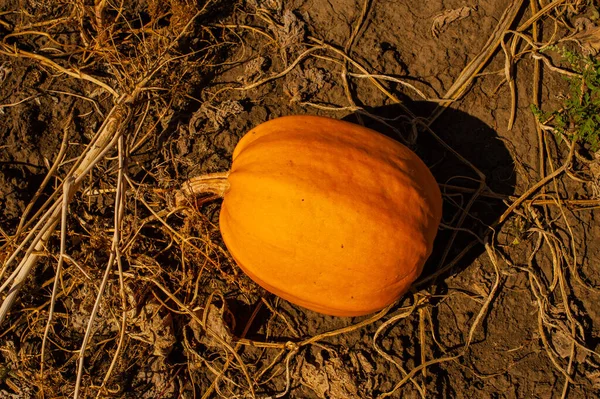 Abóbora Chão Campo Abóboras Legumes Outono Colheita Outono Abóbora Orgânica — Fotografia de Stock