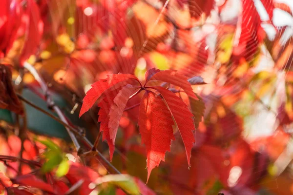 Uvas Wild Autumn Piltained Fence Wingrad Selvagem Parte Outono Outono — Fotografia de Stock