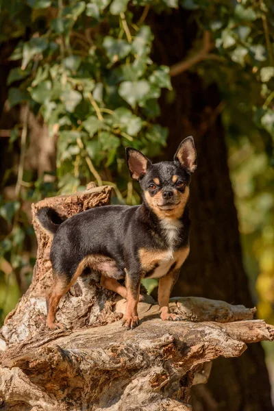 Σκυλί Τσιουάουα Για Βόλτα Τσιουάουα Μαύρο Καφέ Και Άσπρο Σκύλος — Φωτογραφία Αρχείου