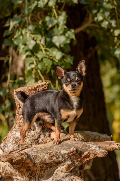 Chihuahua Pes Procházku Chihuahua Černá Hnědá Bílá Pes Podzim Procházky — Stock fotografie