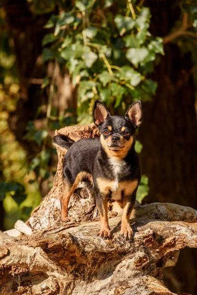 Chihuahua Köpeği Yürüyüşe Çıktı Chihuahua Siyah Kahverengi Beyaz Sonbaharda Köpek — Stok fotoğraf