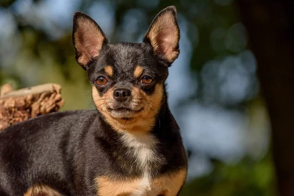 Cane Chihuahua Una Passeggiata Chihuahua Nero Marrone Bianco Cane Autunno — Foto Stock