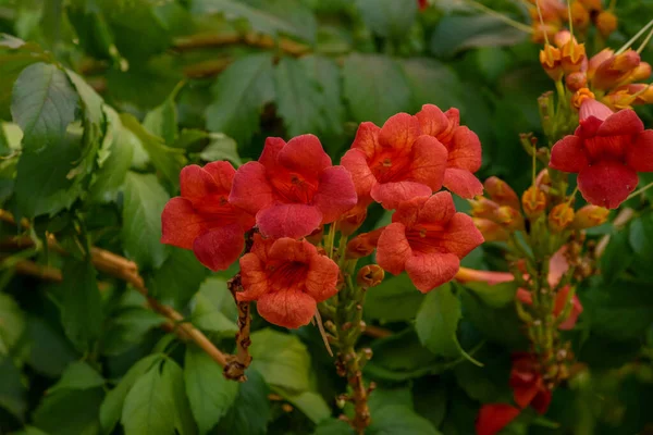 Piękne Czerwone Kwiaty Trąbki Winorośli Lub Trąbki Creeper Radikanie Campsis — Zdjęcie stockowe