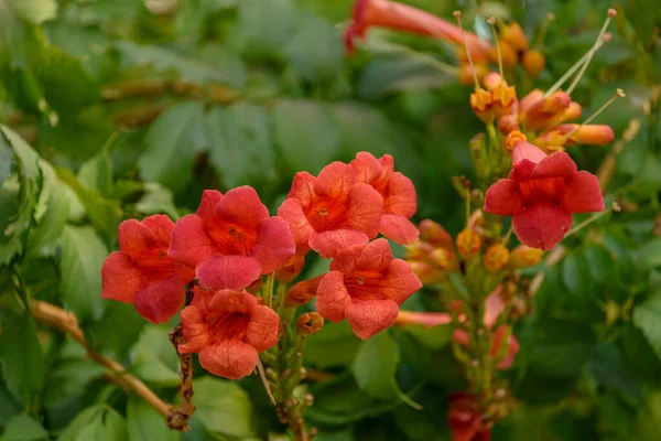 Vackra Röda Blommor Trumpet Vinstockar Eller Trumpet Creeper Campsis Radikaler — Stockfoto