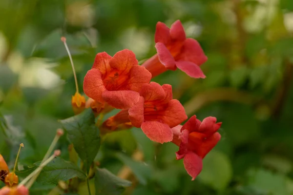 Prachtige Rode Bloemen Van Trompetwijnstok Trompetkruiper Campsis Radicans Campsis Flamenco — Stockfoto