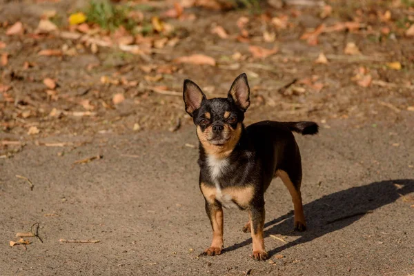 奇瓦瓦犬散步 奇瓦瓦黑色 棕色和白色 秋天的时候 狗在花园里或公园里散步 小品种的狗 宠物必须走在户外 狗的肖像 — 图库照片