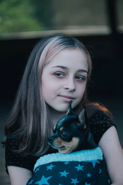 Menina Com Chihuahuas Saco Adolescente Com Cão Menina Animal Estimação — Fotografia de Stock