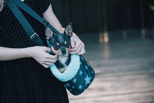 Flicka Med Chihuahuas Påse Tonårstjej Med Hund Flicka Och Husdjur — Stockfoto