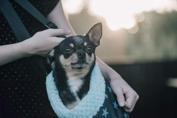 Mädchen Mit Chihuahuas Einer Tasche Teenager Mädchen Mit Hund Mädchen — Stockfoto