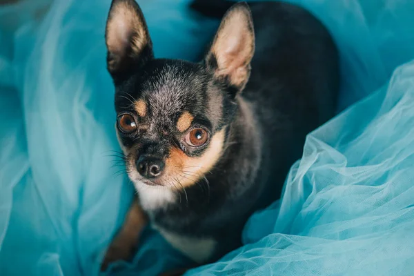 Chihuahua and blue cloth. A chihuahua dog is sitting or standing on a blue cloth. Dog on the street. Short-haired mini chihuahua. Well-groomed pet for a walk. Portrait of a dog