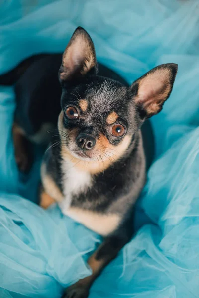 Chihuahua and blue cloth. A chihuahua dog is sitting or standing on a blue cloth. Dog on the street. Short-haired mini chihuahua. Well-groomed pet for a walk. Portrait of a dog