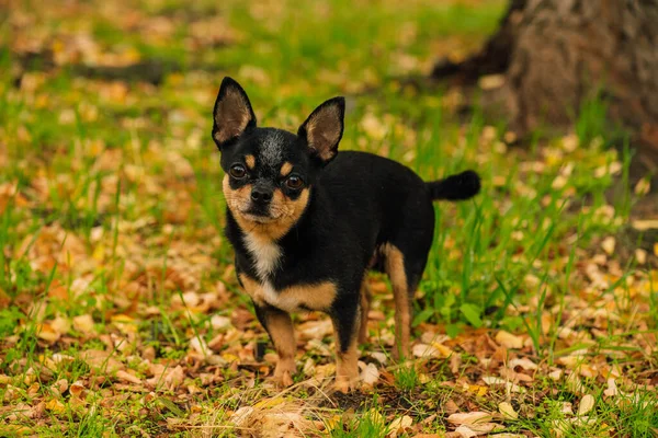 Kisállat Kutya Chihuahua Sétál Utcán Chihuahua Kutya Sétálni Chihuahua Fekete — Stock Fotó