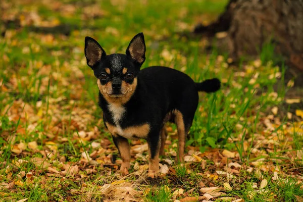 Kisállat Kutya Chihuahua Sétál Utcán Chihuahua Kutya Sétálni Chihuahua Fekete — Stock Fotó