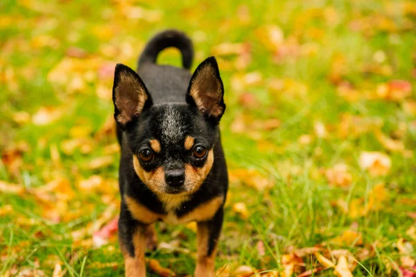 宠物狗奇瓦瓦在街上散步 奇瓦瓦犬散步 奇瓦瓦黑色 棕色和白色 清晨散步时 可爱的小狗 秋天的狗在花园里或公园里散步 — 图库照片