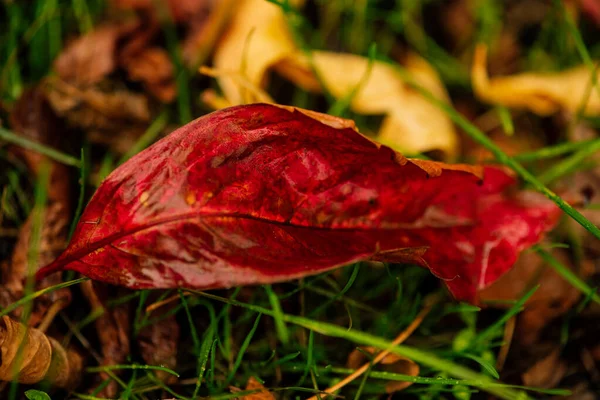 Abstracte Achtergrond Van Herfst Bladeren Een Gras Herfst Bladeren Waterdruppels — Stockfoto