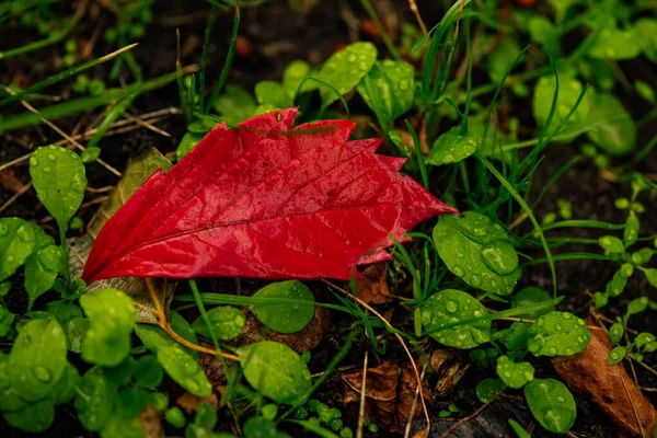 Abstrakcyjne Tło Jesiennych Liści Trawie Jesienne Liście Krople Wody Jesienne — Zdjęcie stockowe