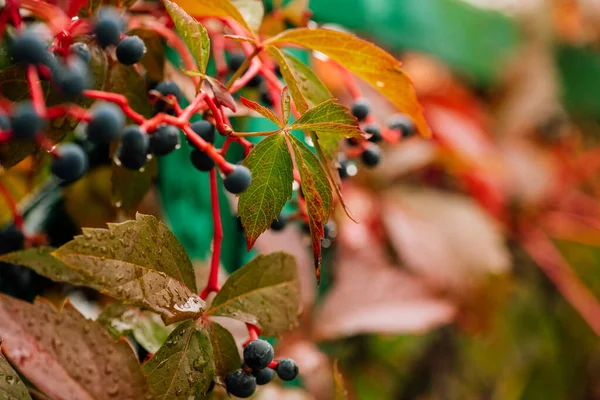 Wild Winogron Autumn Piltained Ogrodzenia Dziki Wingrad Wychodzi Jesienią Jesienna — Zdjęcie stockowe