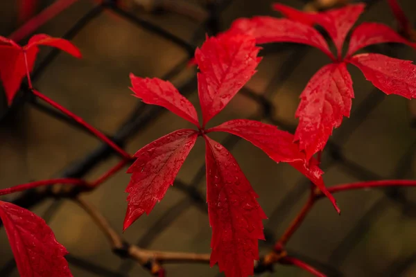 Wild Druiven Autumn Piltained Fence Wilde Wingrad Bladeren Herfst Herfst — Stockfoto