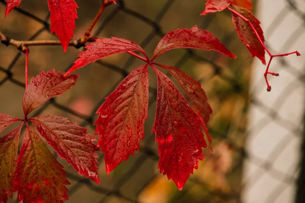 Wild Winogron Autumn Piltained Ogrodzenia Dziki Wingrad Wychodzi Jesienią Jesienna — Zdjęcie stockowe