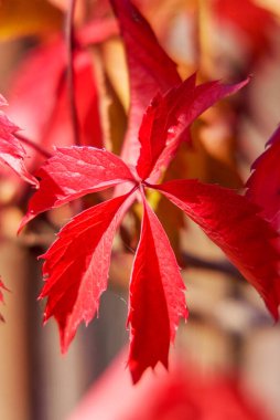 AUTUMN PILTAED FENCE Yaban üzümleri. Sonbaharda vahşi Wingrad yaprakları. Sonbahar doğal dokusu