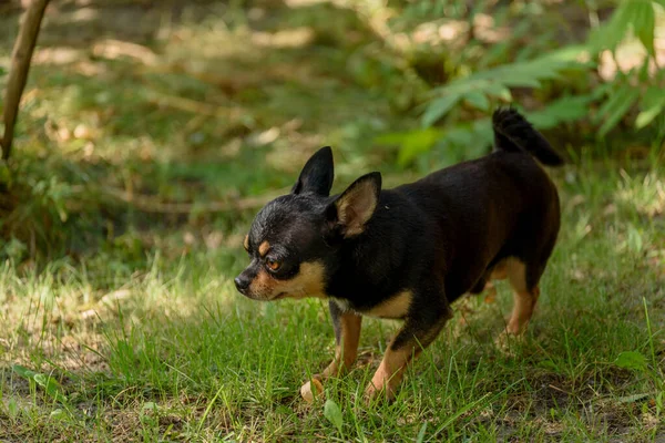 宠物狗奇瓦瓦在街上散步 奇瓦瓦犬散步 奇瓦瓦黑色 棕色和白色 清晨散步时 可爱的小狗 秋天的狗在花园里或公园里散步 — 图库照片