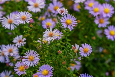 Mor kasımpatı. Sonbahar bahçesinde kasımpatılar çiçek açar. Leylak kasımpatılarıyla donatılmış bir arka plan. Sert kasımpatılar. Kasımpatı Koreanum. Kasımpatı çiçekleri yatay olarak.