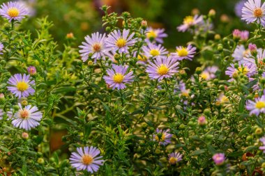 Mor kasımpatı. Sonbahar bahçesinde kasımpatılar çiçek açar. Leylak kasımpatılarıyla donatılmış bir arka plan. Sert kasımpatılar. Kasımpatı Koreanum. Kasımpatı çiçekleri yatay olarak.