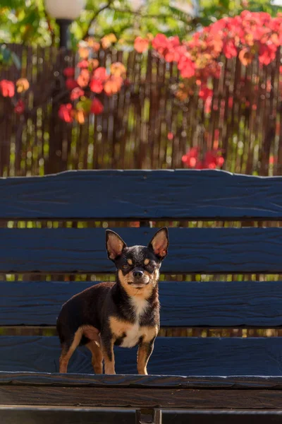 Pet dog Chihuahua walks on the street. Chihuahua dog for a walk. Chihuahua black, brown and white. Cute puppy early in the morning on a walk. Dog in the autumn walks in the garden or in the park