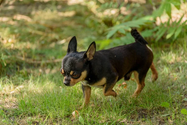 Evcil Köpek Chihuahua Sokakta Yürüyor Chihuahua Köpeği Yürüyüşe Çıktı Chihuahua — Stok fotoğraf
