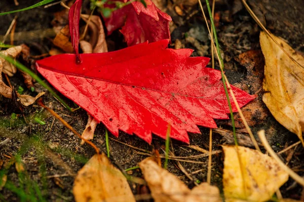 Fond Abstrait Feuilles Automne Sur Une Herbe Feuilles Automne Gouttes — Photo