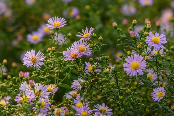 Purple chrysanthemums. Chrysanthemums blossom in the autumn garden. Background with gentle lilac chrysanthemums. Hardy chrysanthemums. Chrysanthemum koreanum. Chrysanthemum flowers horizontally.