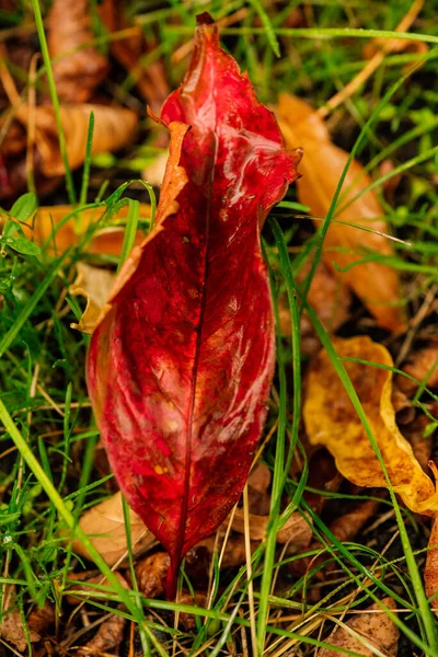 Fond Abstrait Feuilles Automne Sur Une Herbe Feuilles Automne Gouttes — Photo