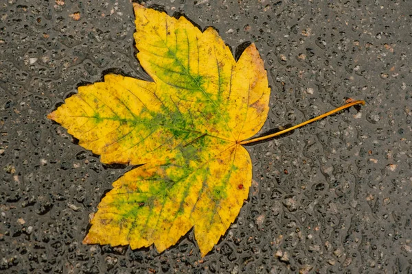 Foglie Bagnate Foglie Autunno Sul Marciapiede Autunno Oro — Foto Stock