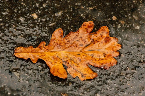 Foglie Bagnate Foglie Autunno Sul Marciapiede Autunno Oro — Foto Stock