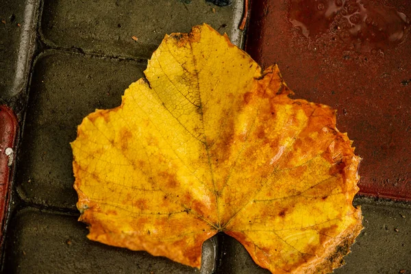 濡れた葉 歩道には秋の紅葉 黄金の秋 — ストック写真